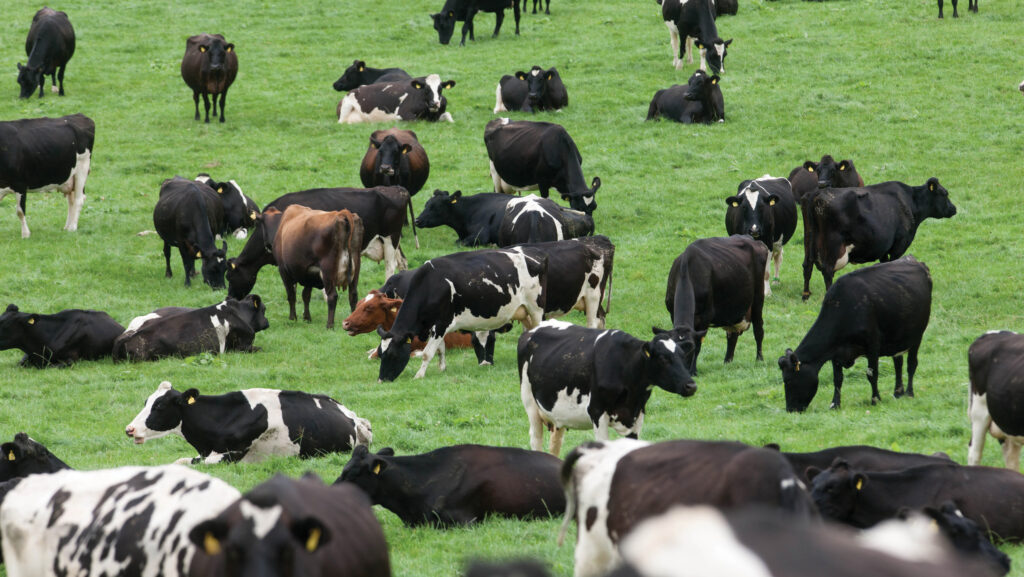 Cows grazing