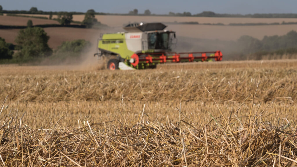 Harvesting winter wheat