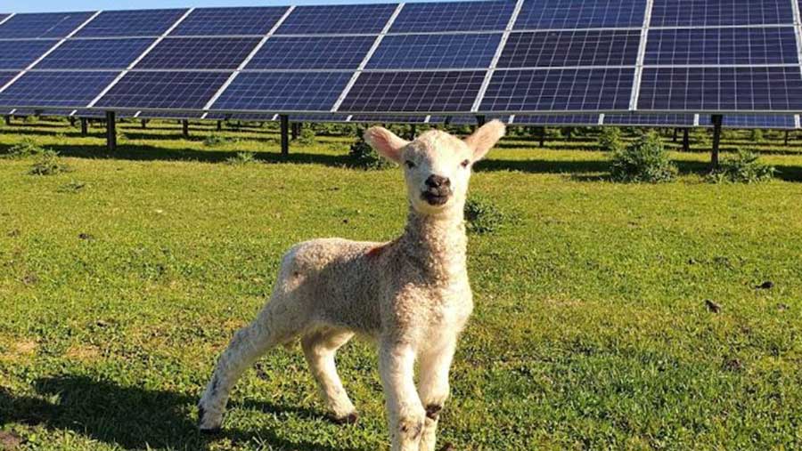 Lamb stood in front of solar panels