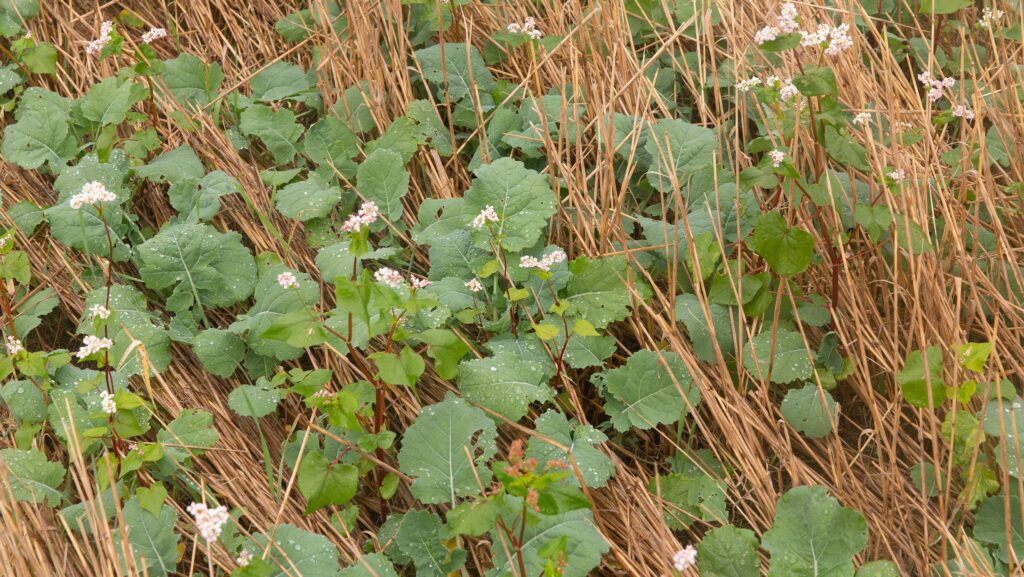 Oilseed rape planted alongside a companion crop of buckwheat and berseem clover © Tim Scrivener