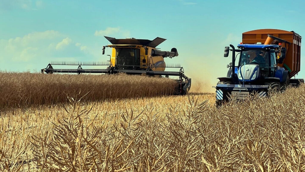 Combine and tractor-trailer harvesting OSR