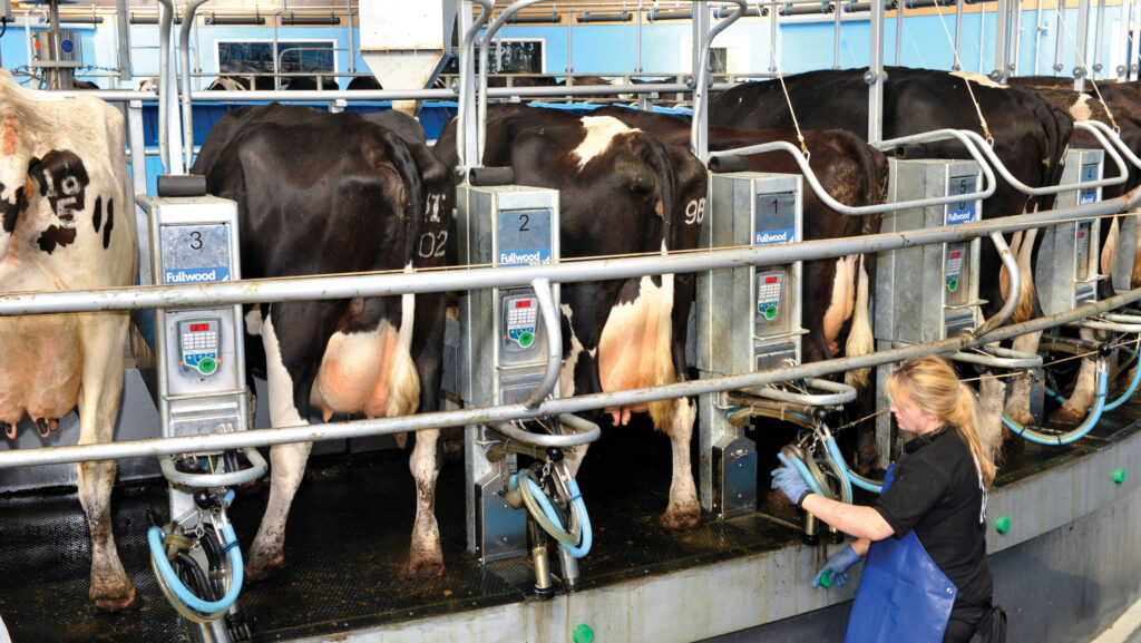 Female worker in dairy parlour