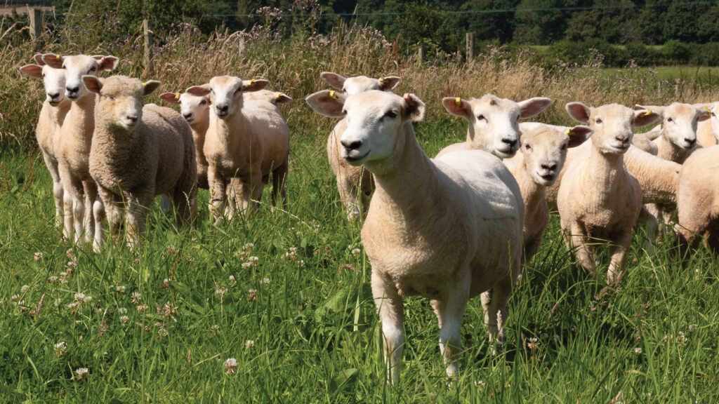 A group pf lambs