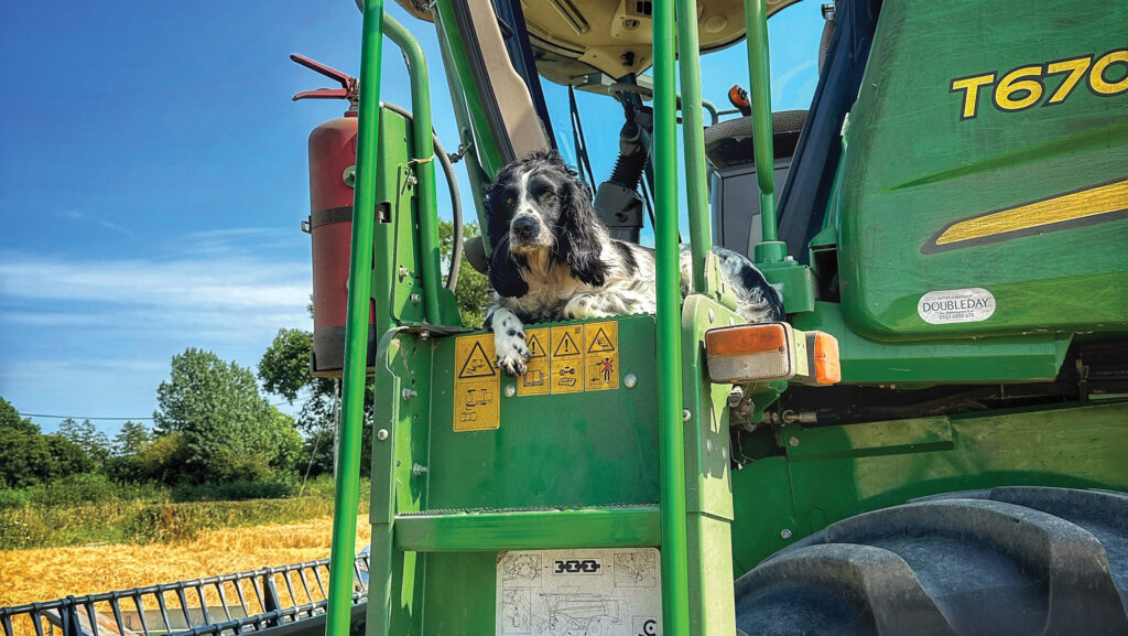 Rosie the spaniel on a tractor