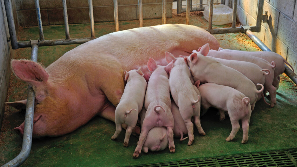 Sow feeding piglets