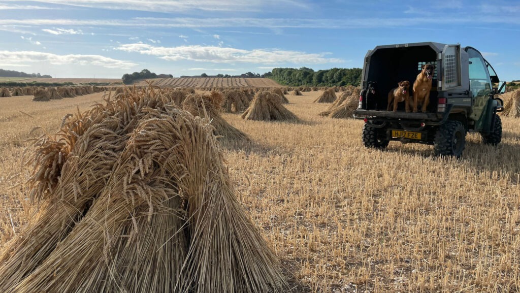 Field of wheat with dogs looking out from a nearby trailer