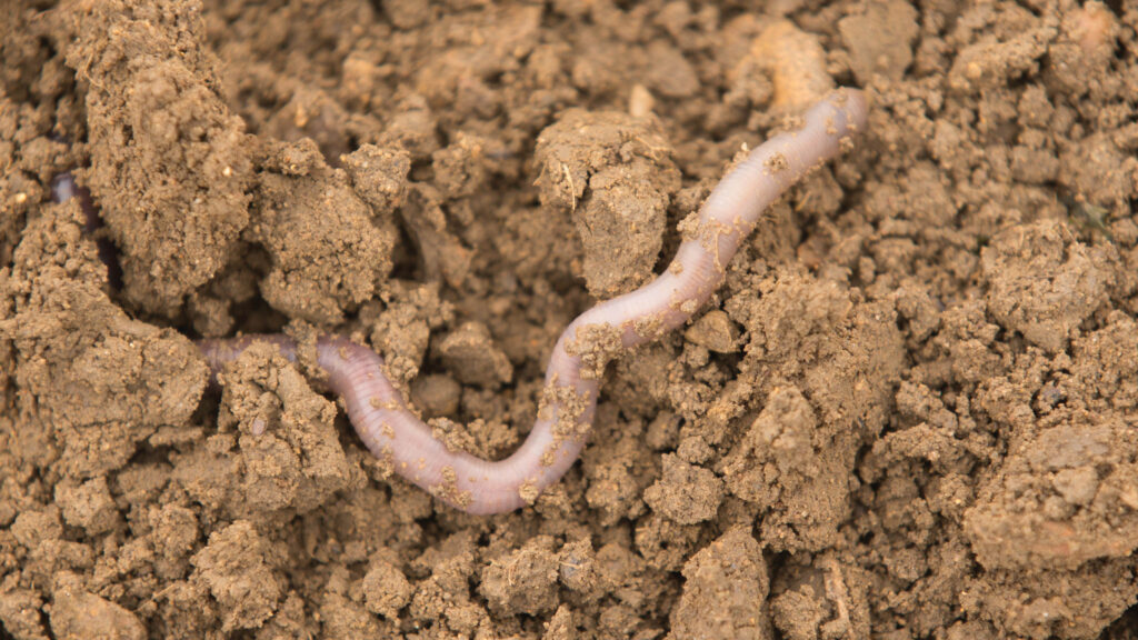 Worm in soil