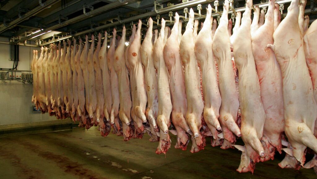 Pig carcasses hanging in a slaughterhouse