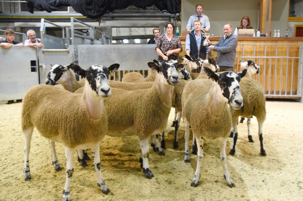 Sheep in an auctions ring