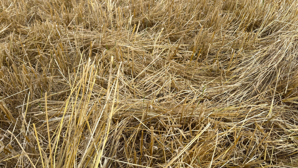 chopped straw in field