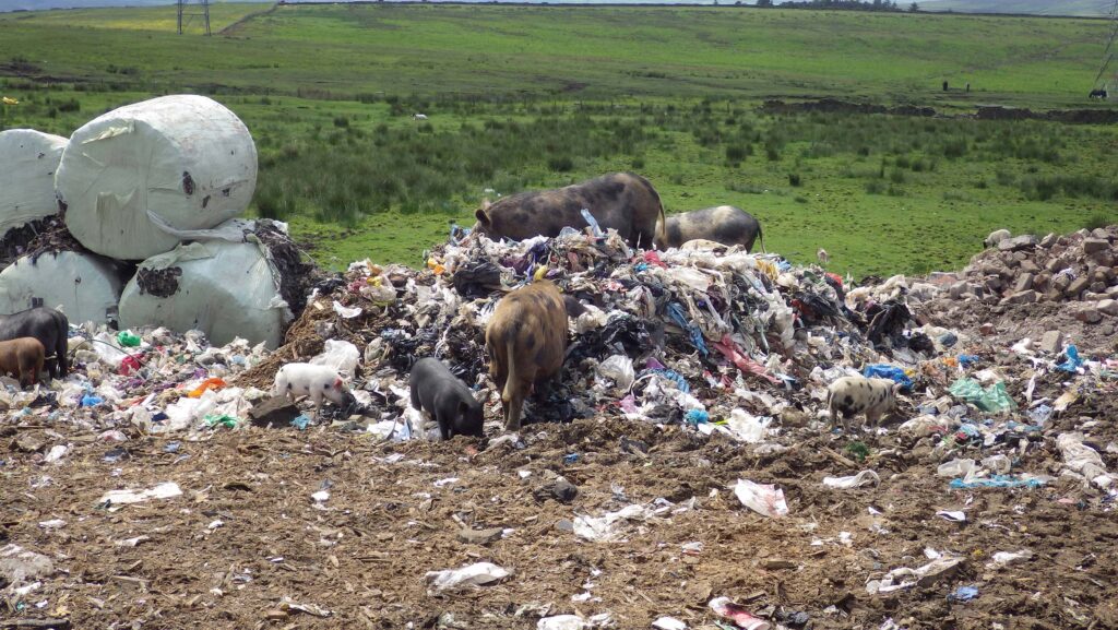 Pigs rooting in piles of waste