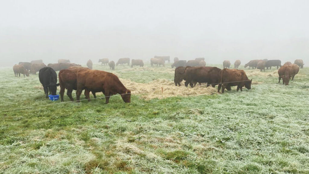 heifers on bale grazing