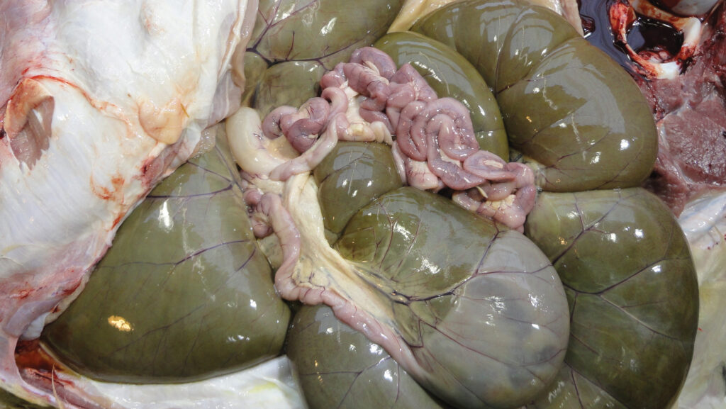 A blocked calf bowel