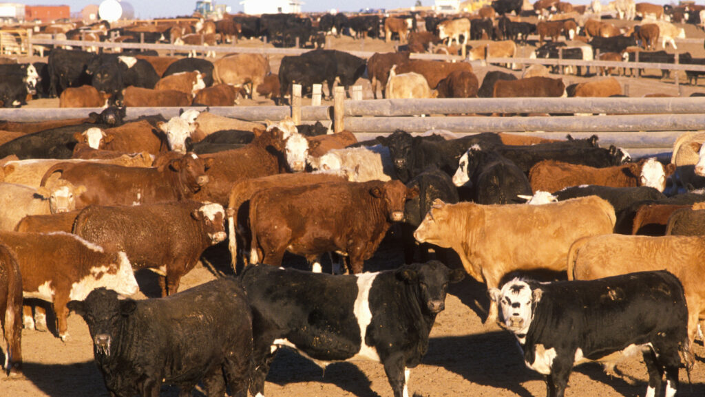 Further US trade concessions will "cripple" UK farming - NFU
