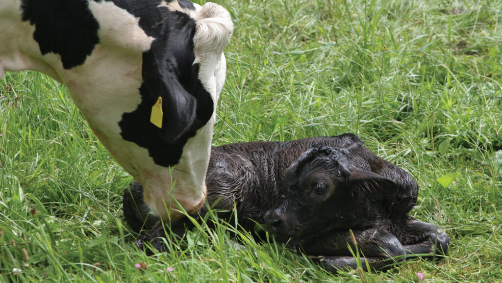 Cow tending to its calf in a field