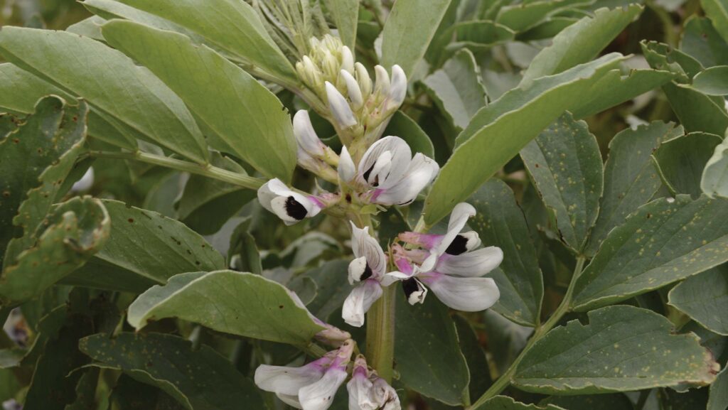 Beans are used widely across the farm, usually in a mix with a cereal © David Jones