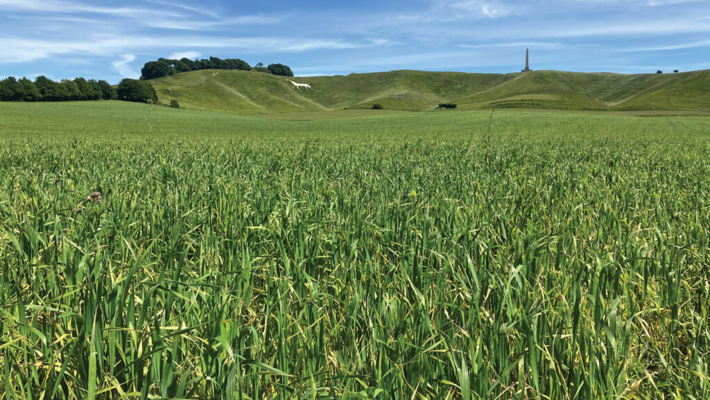 Biodynamically grown wheat © MAG/Emma Gillbard