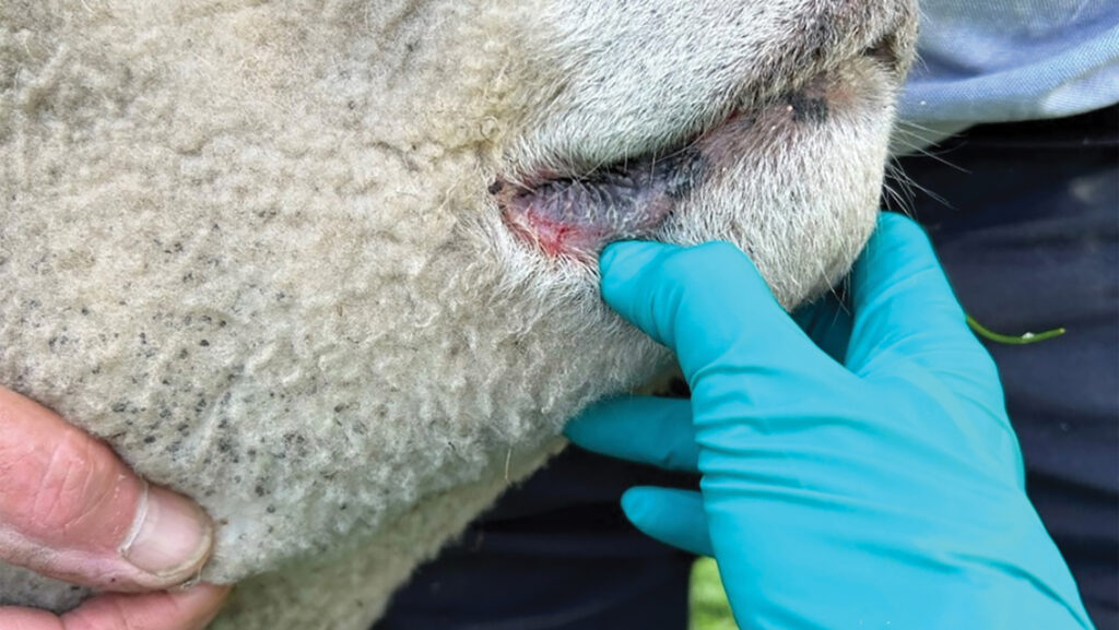 Sheep with bluetongue symptoms