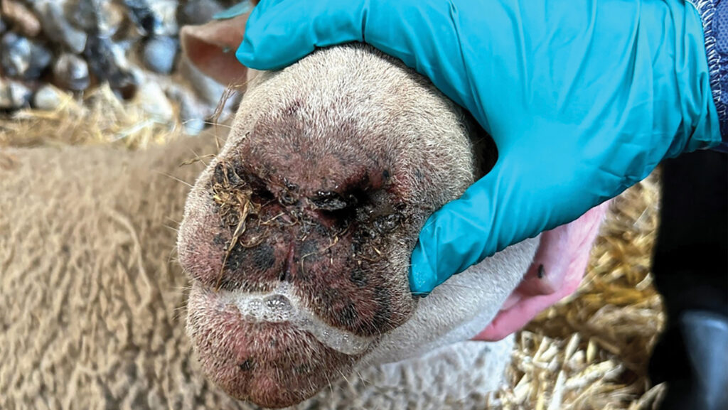 Sheep with bluetongue symptoms