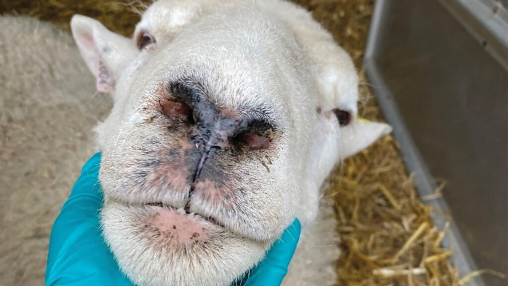 Sheep with bluetongue symptoms