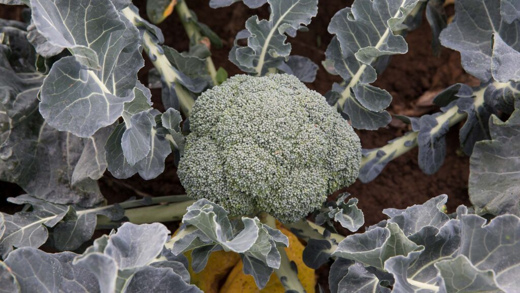 Head of broccoli in a field