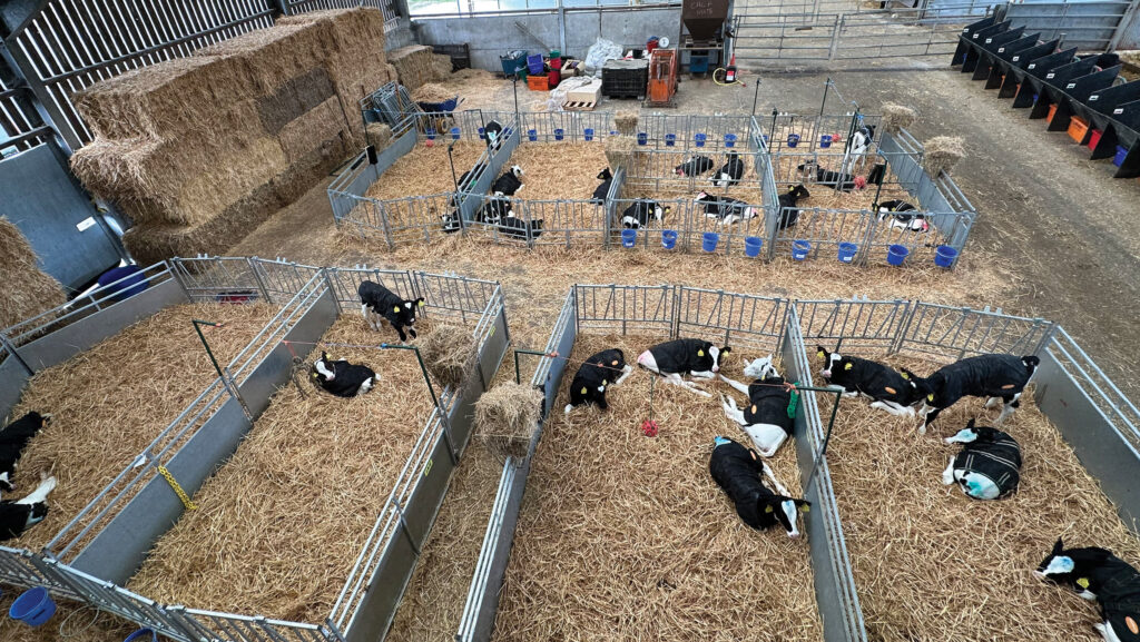 Calves in pairs and groups