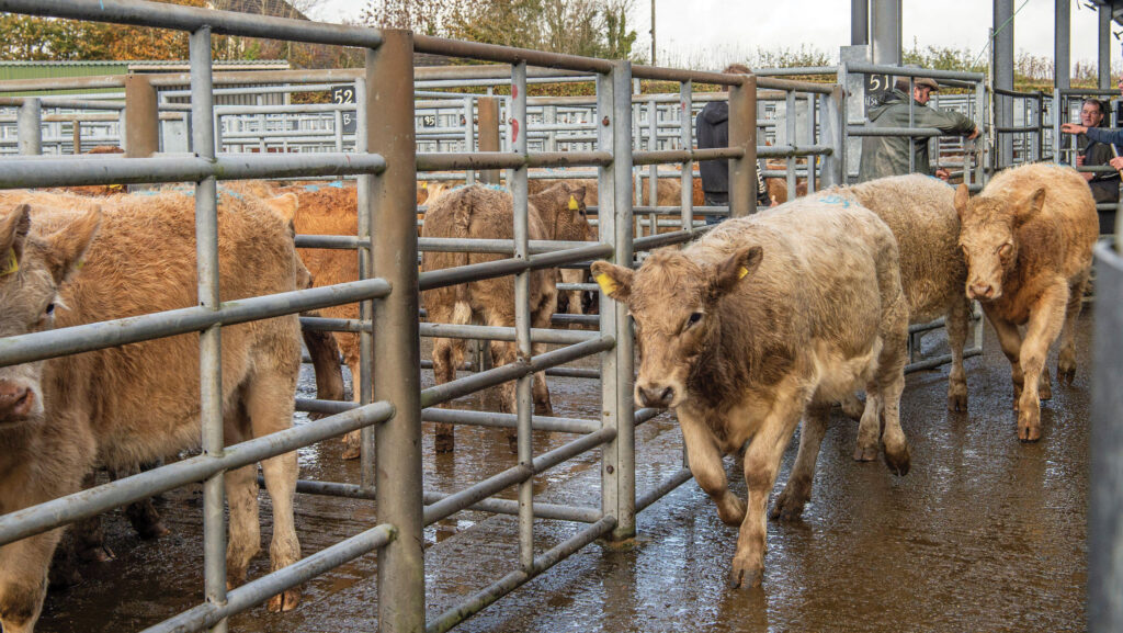 Beef cattle walking along a passage at a market