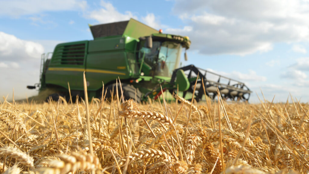 Close up of winter wheat with combine harvester in the background