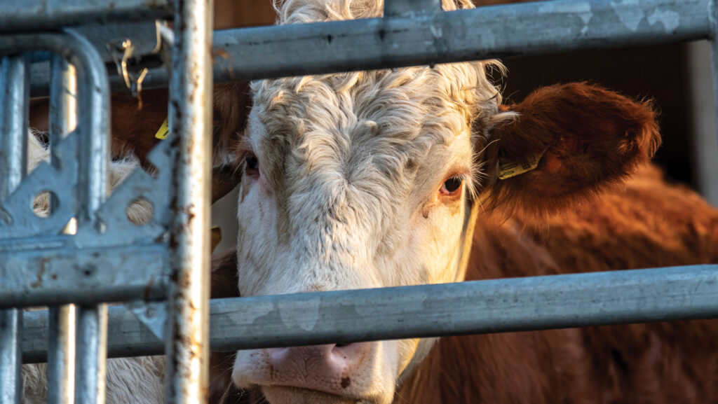 Beef cow behind a metal gate