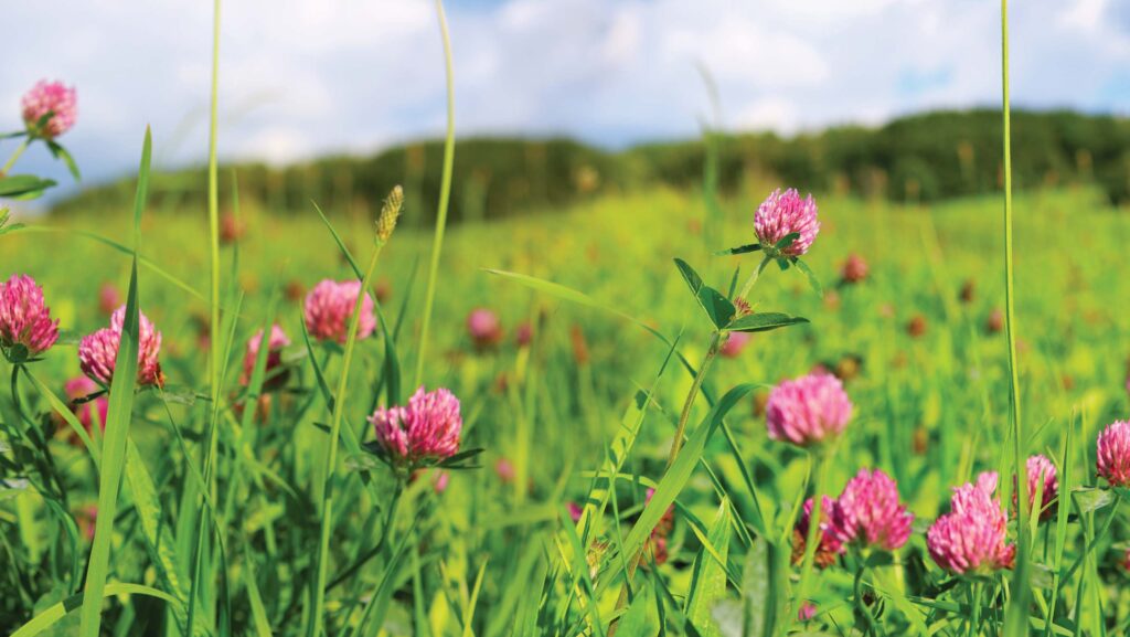 Clover flowers