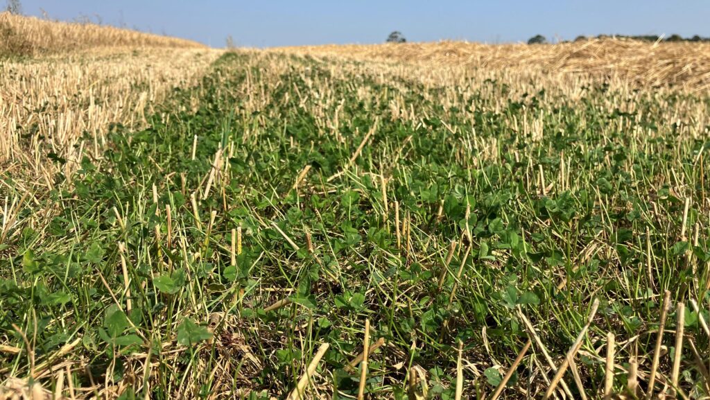 Clover understorey