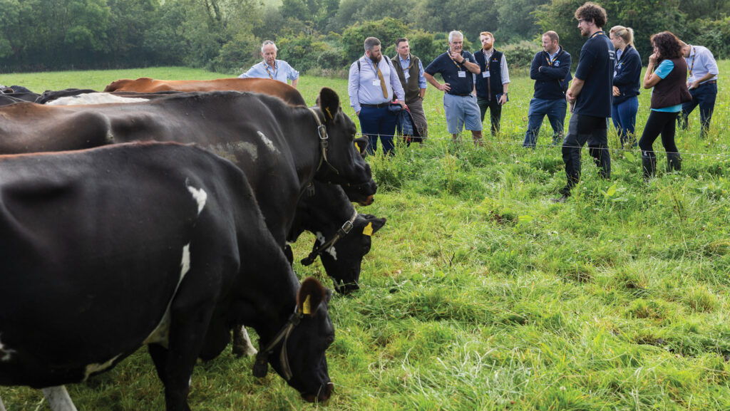 Cows grazing in field with group of people on a farm walk