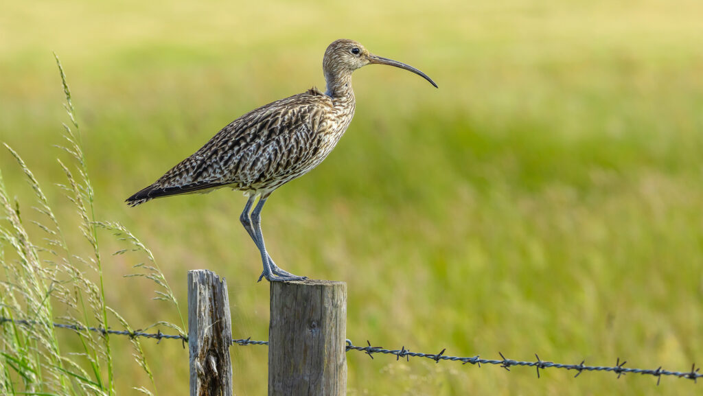 Government nature targets are off track, warns watchdog