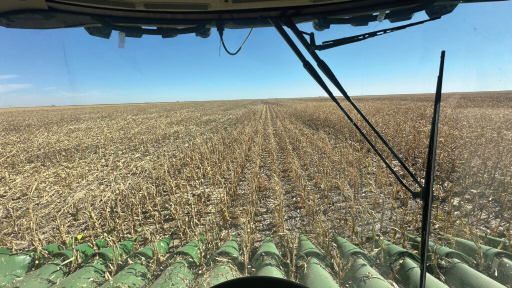 Cutting corn, tractor view