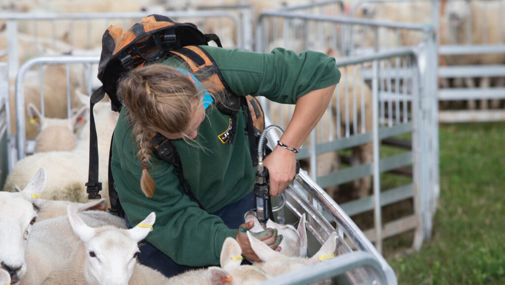 Young woman drenching lambs