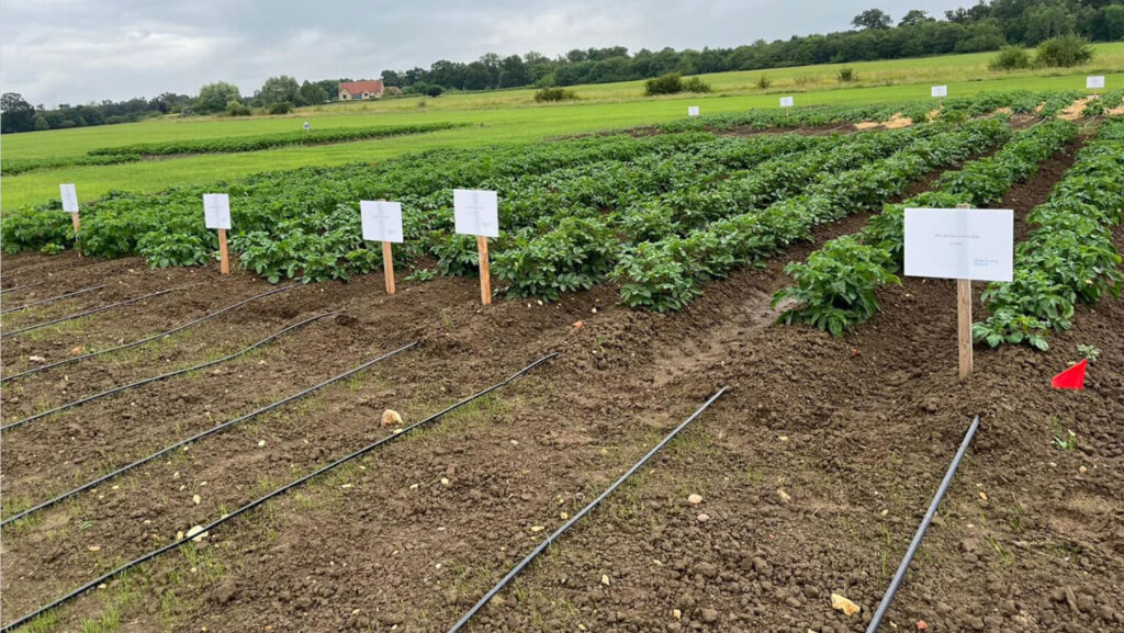 Potato plots at the trial