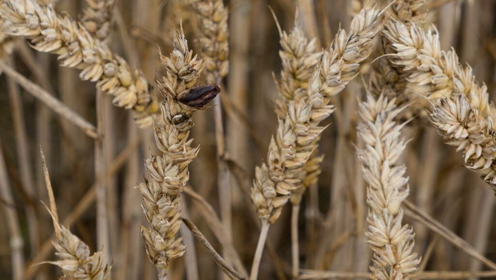 Ergot in wheat ears