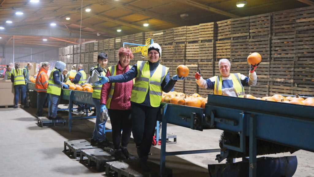 Group of people wearing high-visibility vests sorting pumpkins by hand in a shed or warehouse