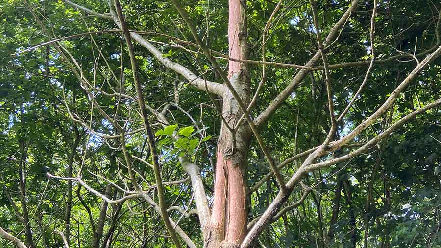 Grey squirrel damage 