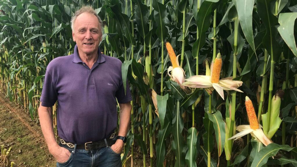 Farmer standing beside fully grown maize crop