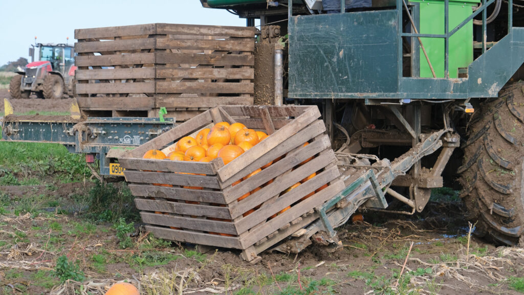 crate filled with pumpkins