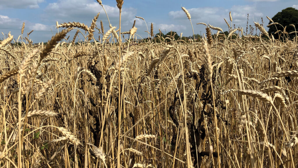 Mariagertoba spring wheat and beans © MAG/Emma Gillbard