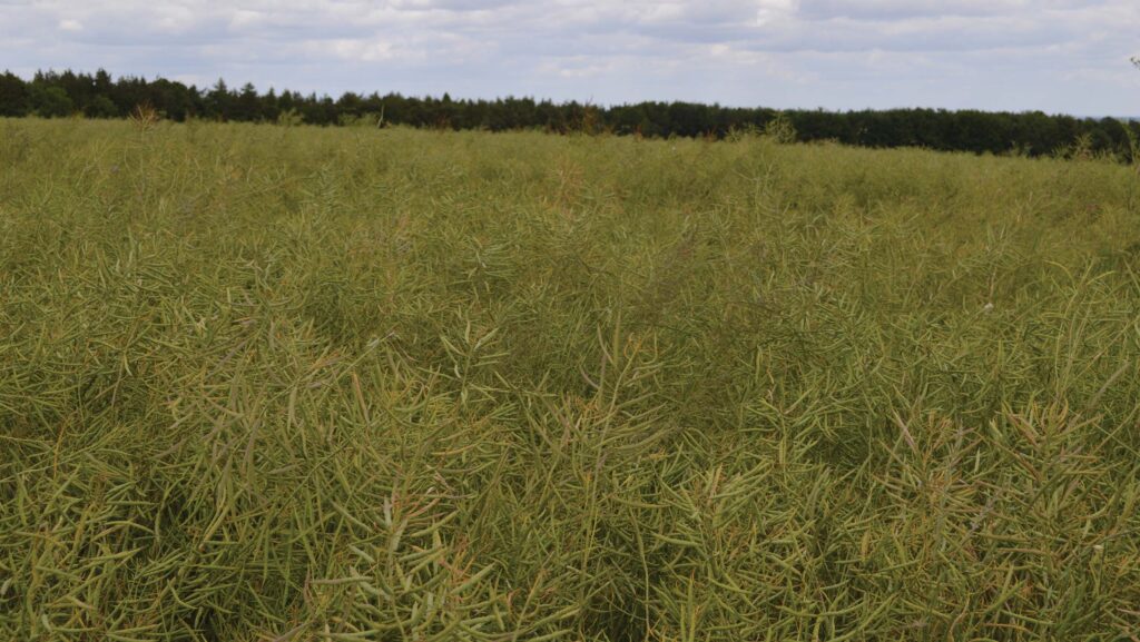 Organic oilseed rape crop