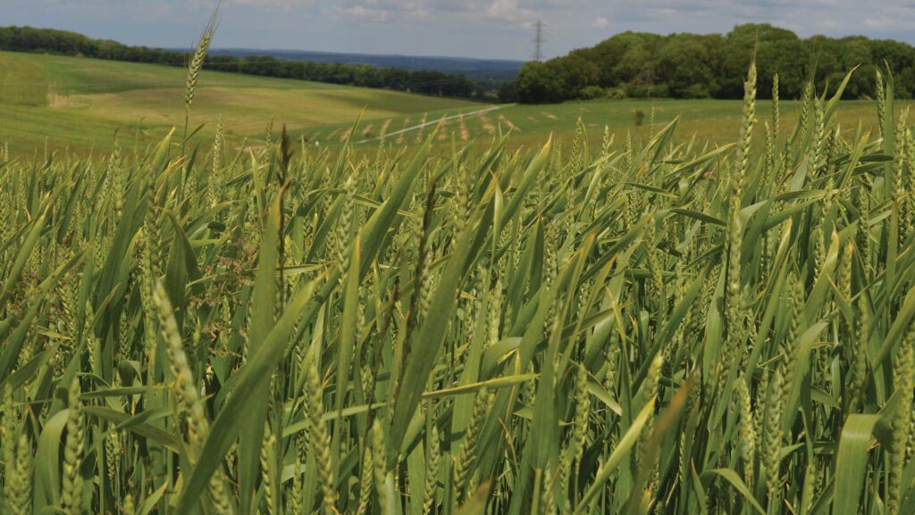 Organic winter wheat 