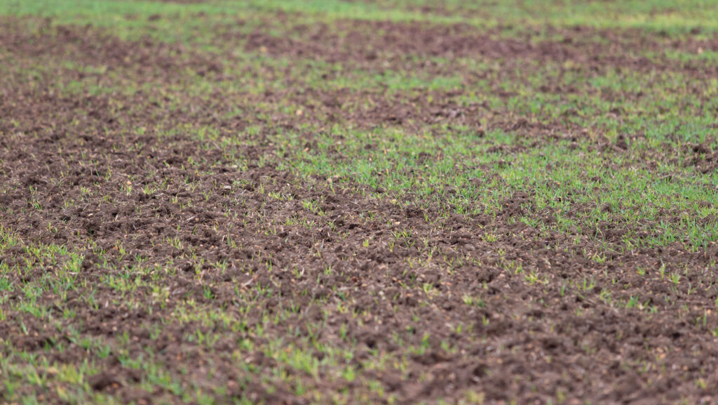 Winter wheat emerging in the soil