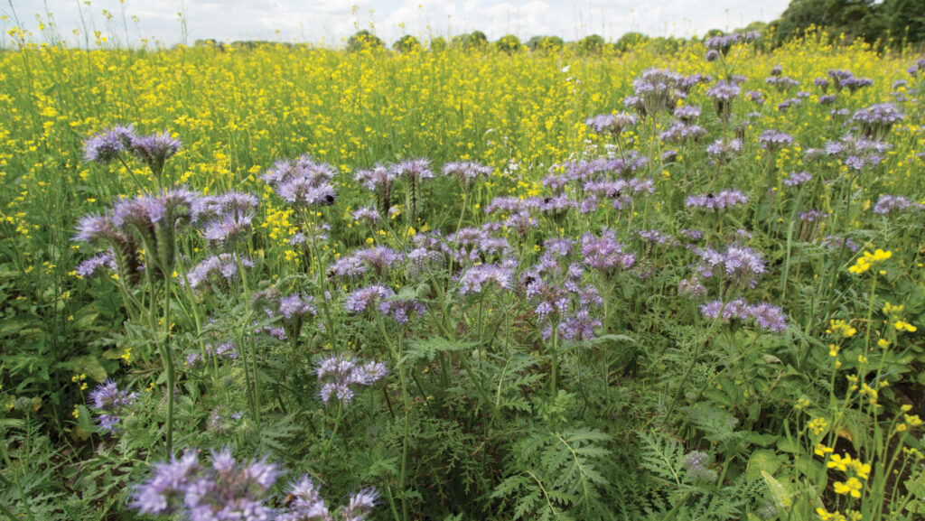 Phacelia and mustard cover crop © GNP