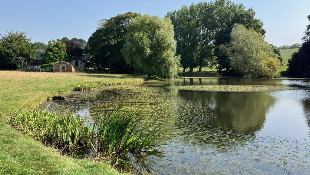 Pond on the estate