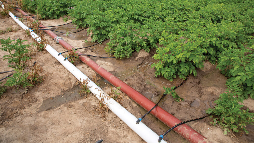 irrigation system for potatoes