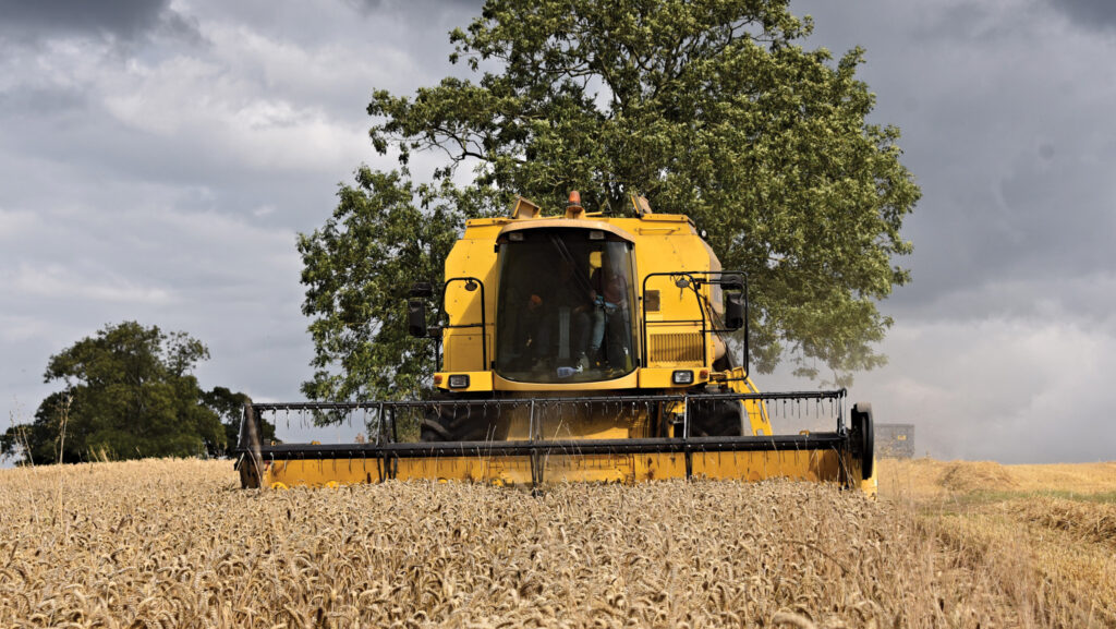 Redwald wheat cut in Warwickshire