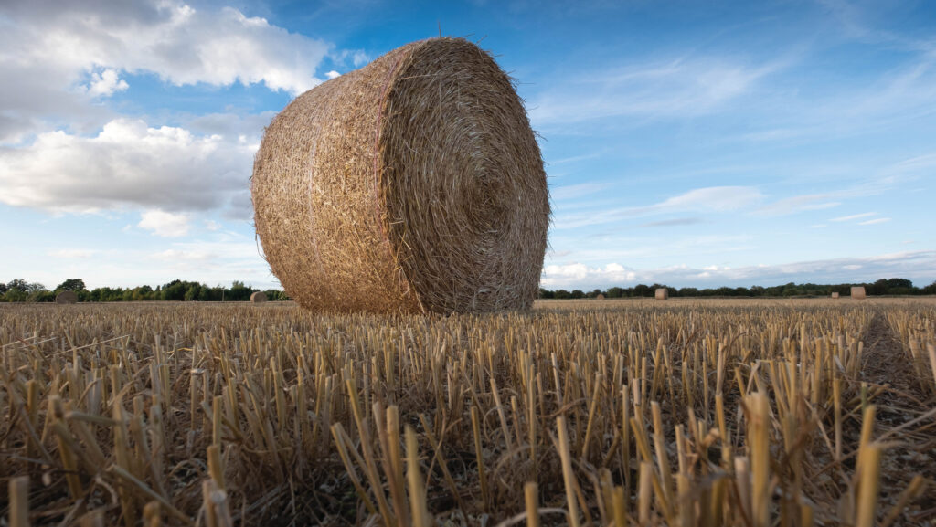 Bales of Bailey Straw